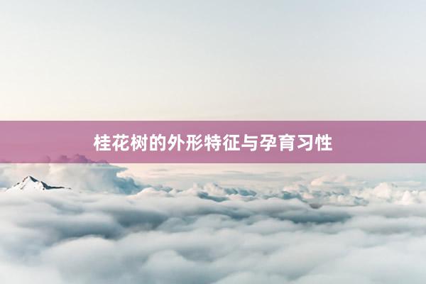 桂花树的外形特征与孕育习性